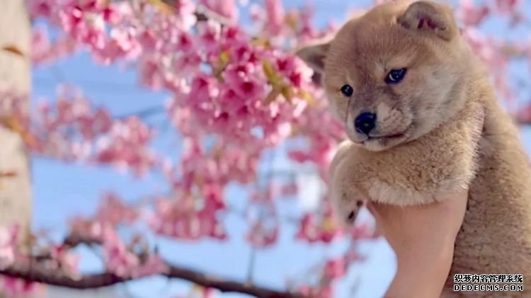 第232期：日本政府发钱每人10万日元？桥本环奈被曝分手；《蜡笔小新》真人化？大阪世博开幕 | 百通板