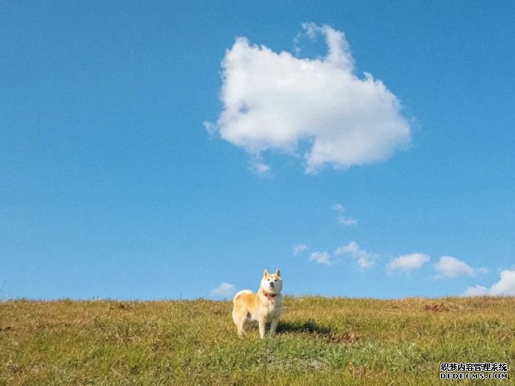 第232期：日本政府发钱每人10万日元？桥本环奈被曝分手；《蜡笔小新》真人化？大阪世博开幕 | 百通板