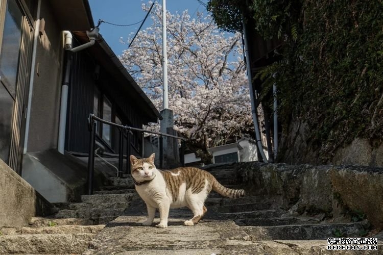 第232期：日本政府发钱每人10万日元？桥本环奈被曝分手；《蜡笔小新》真人化？大阪世博开幕 | 百通板