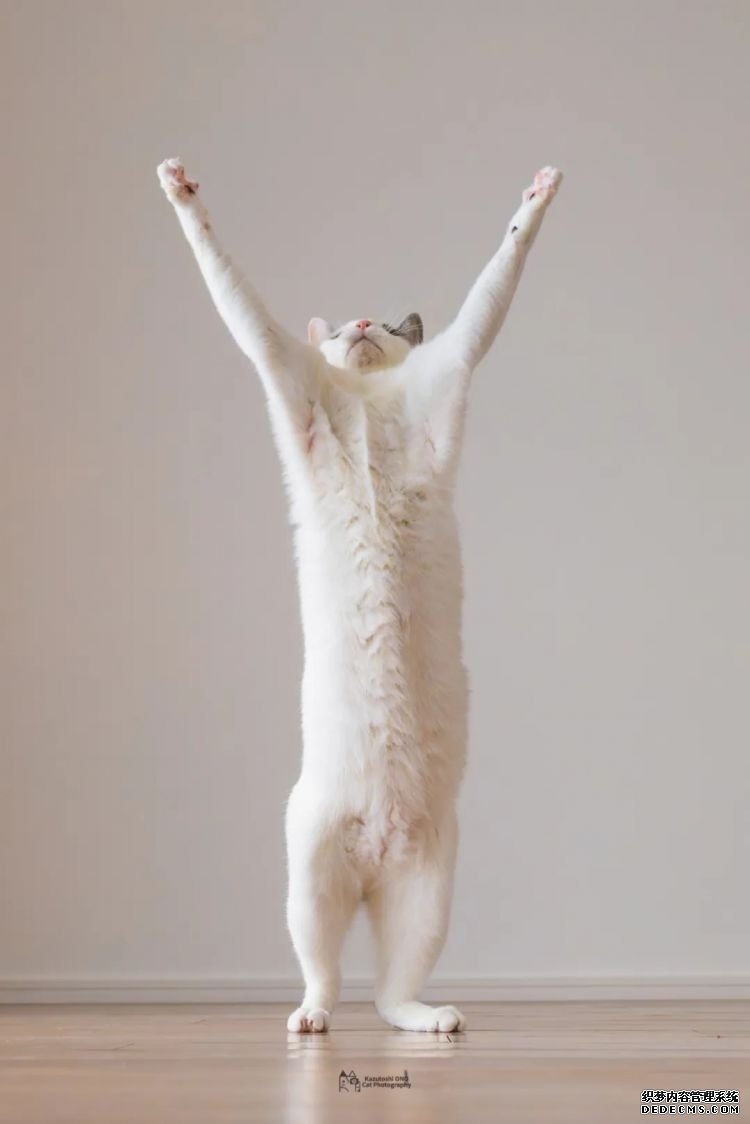 第232期：日本政府发钱每人10万日元？桥本环奈被曝分手；《蜡笔小新》真人化？大阪世博开幕 | 百通板