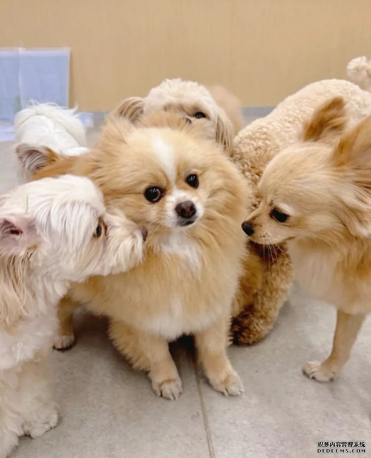 第232期：日本政府发钱每人10万日元？桥本环奈被曝分手；《蜡笔小新》真人化？大阪世博开幕 | 百通板