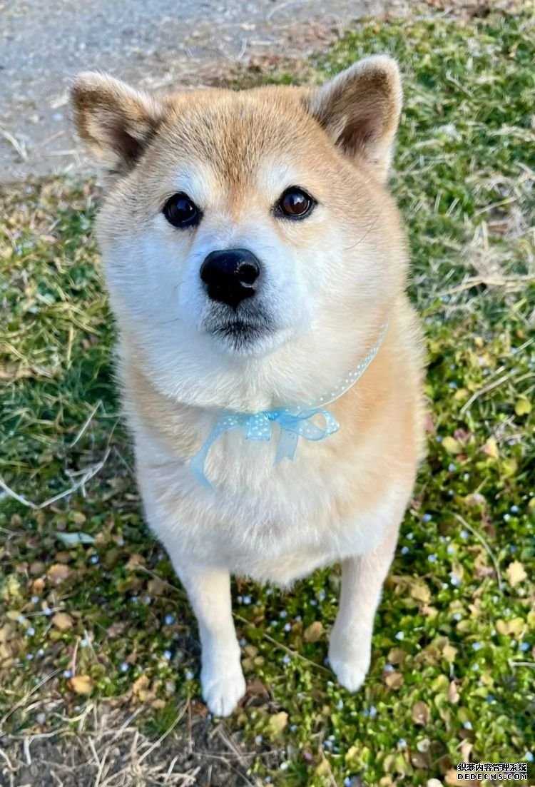 第232期：日本政府发钱每人10万日元？桥本环奈被曝分手；《蜡笔小新》真人化？大阪世博开幕 | 百通板