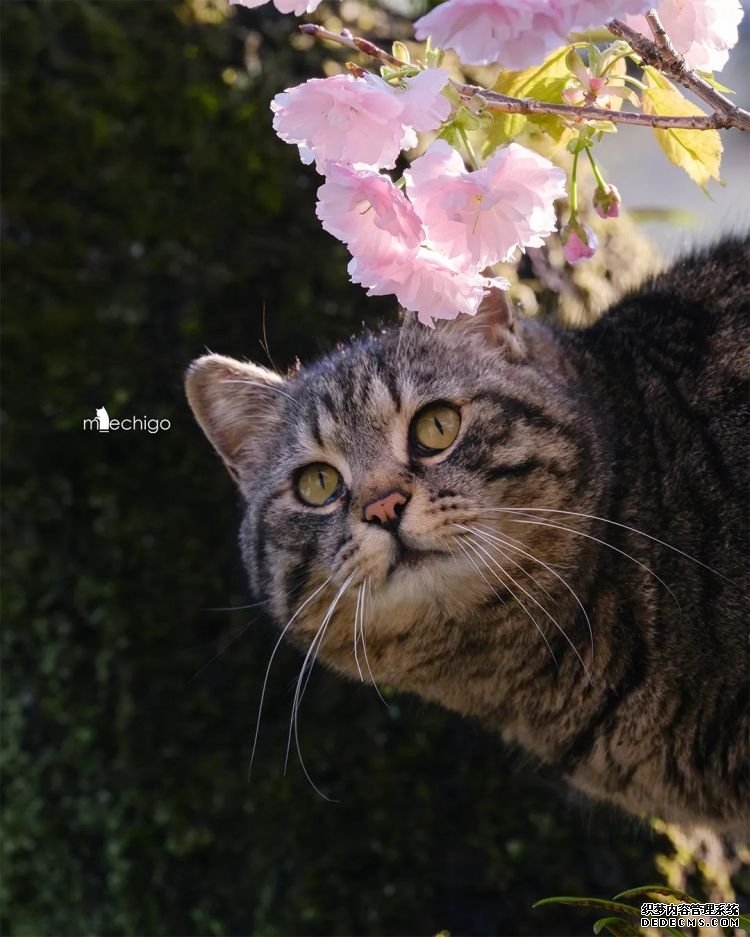 第232期：日本政府发钱每人10万日元？桥本环奈被曝分手；《蜡笔小新》真人化？大阪世博开幕 | 百通板