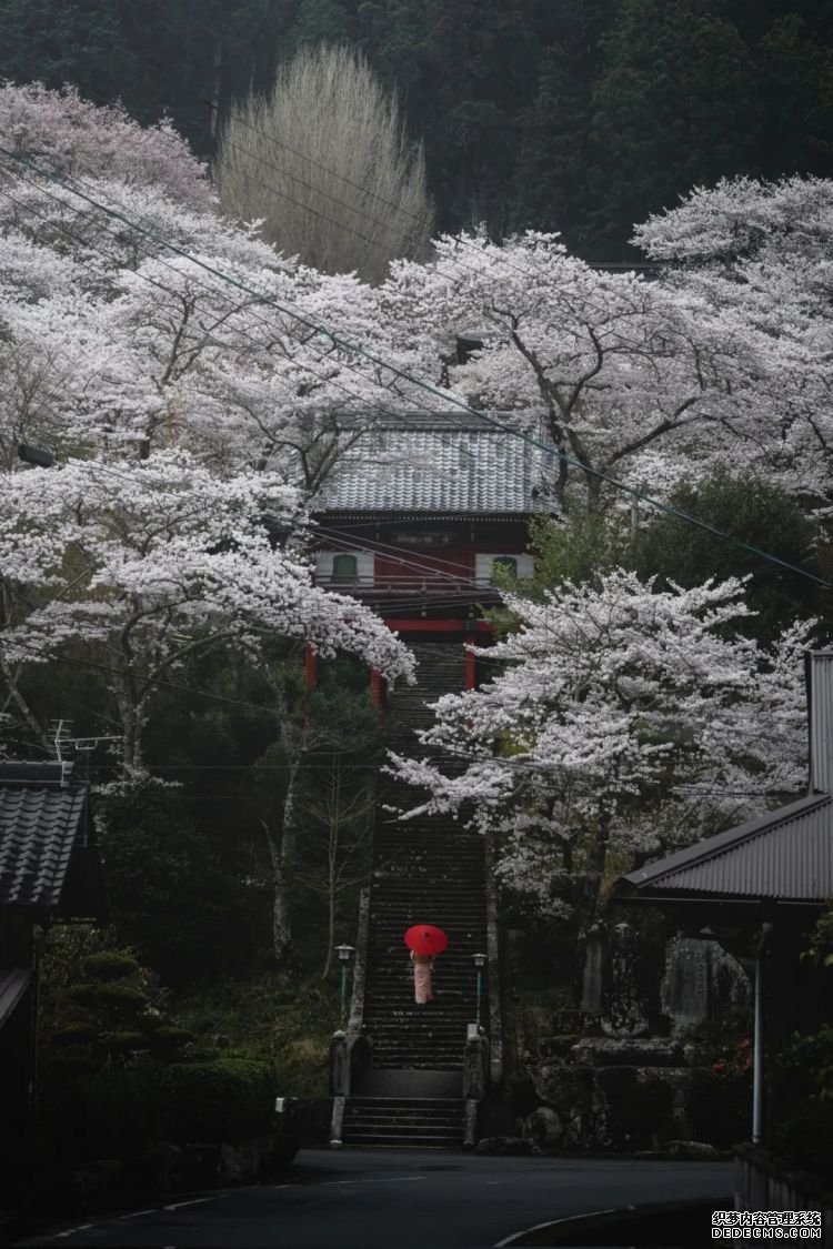 第232期：日本政府发钱每人10万日元？桥本环奈被曝分手；《蜡笔小新》真人化？大阪世博开幕 | 百通板